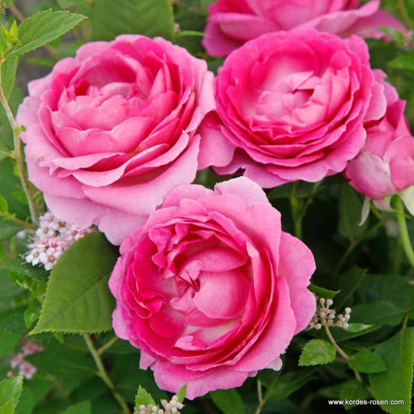 FRÄULEIN MARIA® FRÄULEIN MARIA®